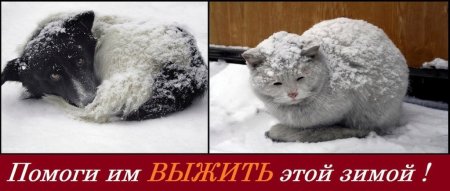 Бездомные животные зима