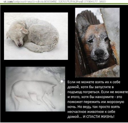 Спасем бездомных животных