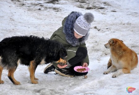 Покормите бездомных животных