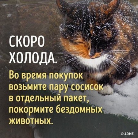 Конкурс рисунков бездомные животные