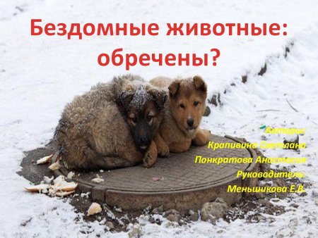 Рисунки бездомных животных