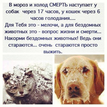 Помощь приюту для животных