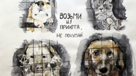 Плакат помощь животным