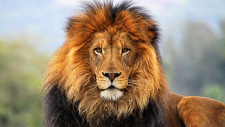 Лев царь зверей