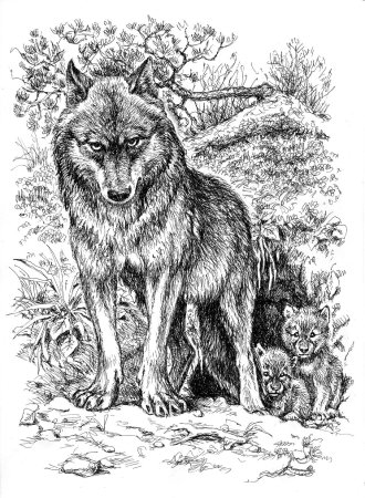 Волк гравюра