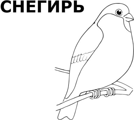 Снегирь раскраска