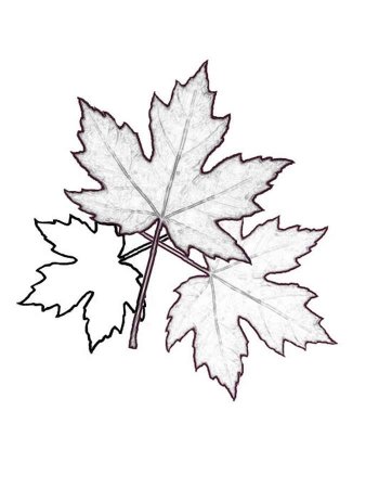 Кленовый лист контур