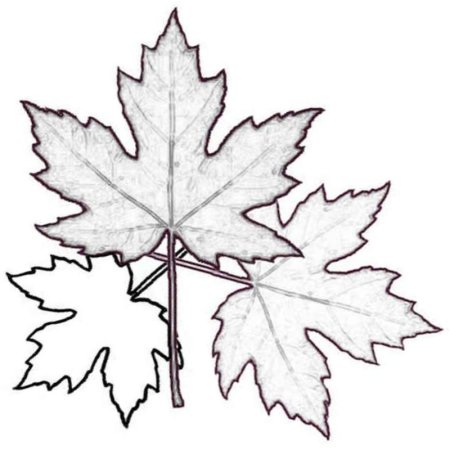 Лист клена раскраска