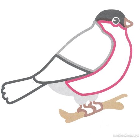 Снегирь раскраска