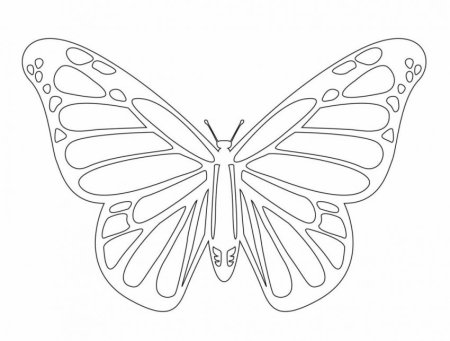 Трафареты бабочки