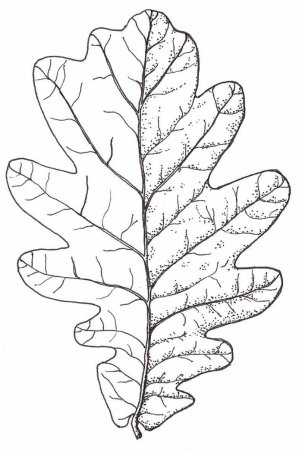 Дубовый лист трафарет для вырезания