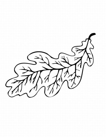 Лист дуба раскраска