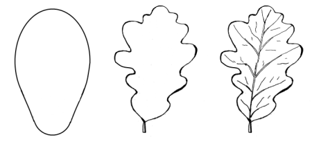 Рисование Дубового листа