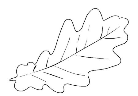 Лист дуба рисунок