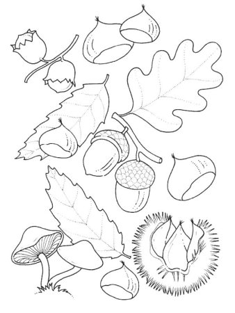 Веточка рябины раскраска для детей