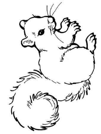Белка раскраска