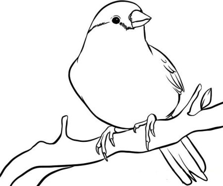 Воробей на ветке раскраска