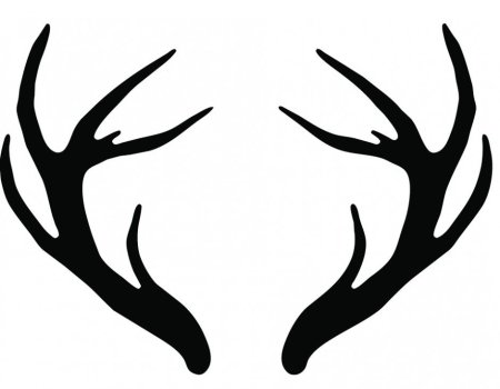 Рога оленя