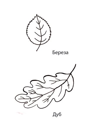 Лист березы раскраска