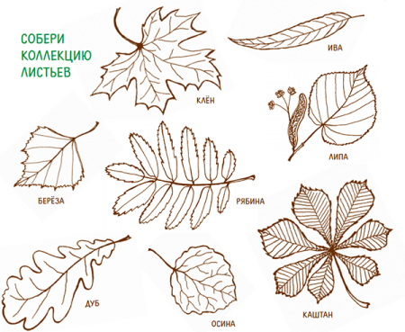 Листья клена рябины дуба березы