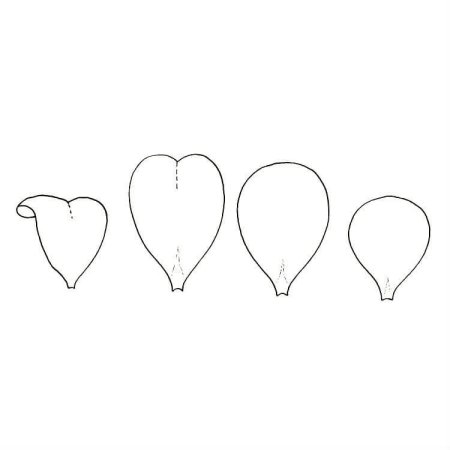 Лепесток цветка