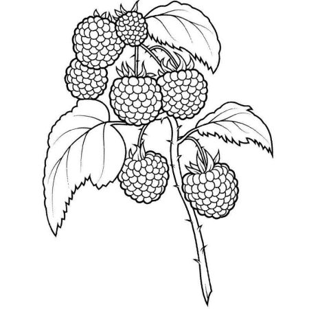 Малина трафарет