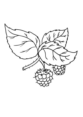 Ягоды раскраска для детей