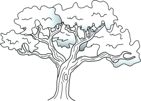 Дуб дерево генеалогическое для раскрашивания