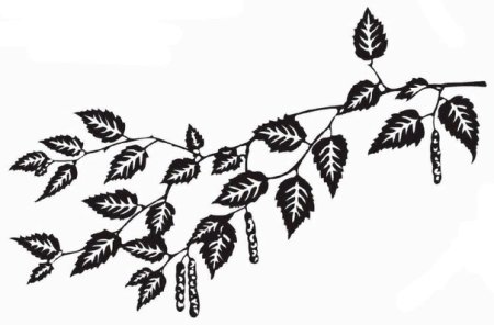 Ветки береза