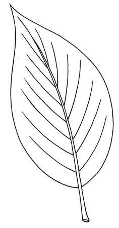 Лист растения раскраска