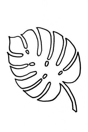 Лист монстеры контур