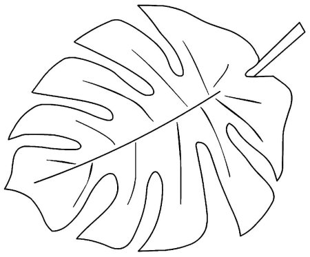 Monstera Leaf контур