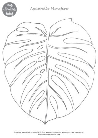 Лист монстеры