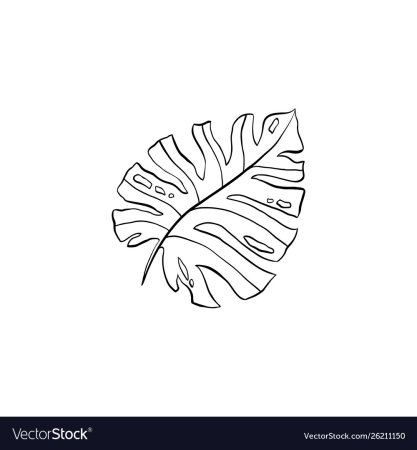 Лист монстеры эскиз