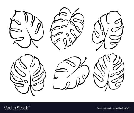 Монстера Делициоза Tattoo