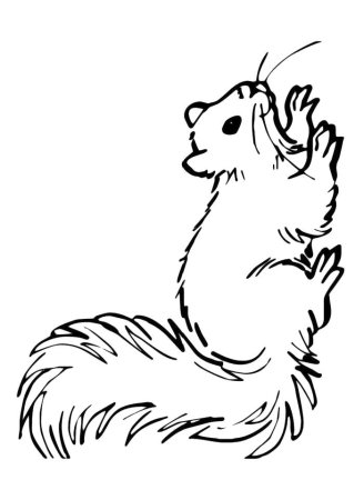 Раскраска Белочка
