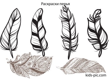 Раскраска перо птицы