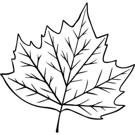 Шаблоны листьев