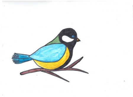 Синица рисунок для детей