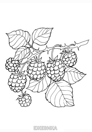 Лесные ягоды раскраска