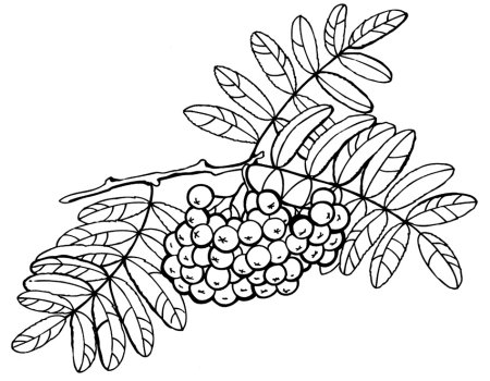 Гроздь рябины раскраска для детей