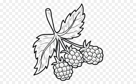 Малина раскраска для детей