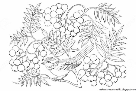 Рябина раскраска