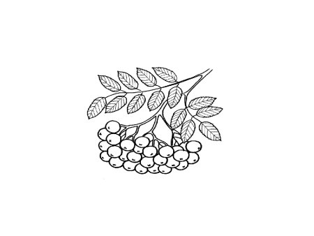 Кисть Рябинки гроздь Калинки рисование