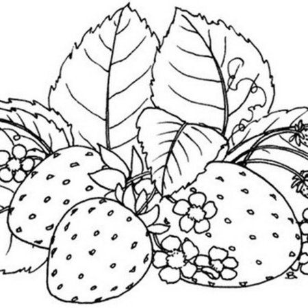 Кустарники раскраска клубника