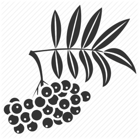 Рябина вектор