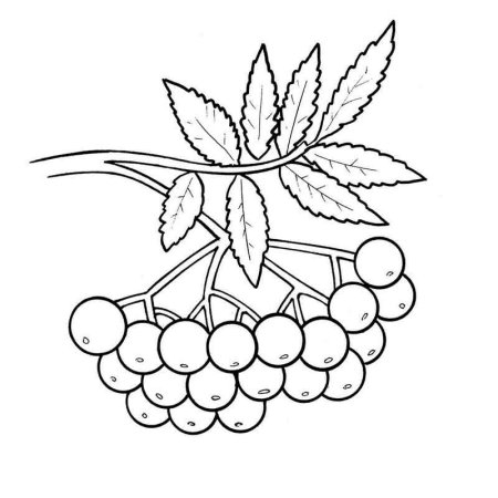Рябина раскраска