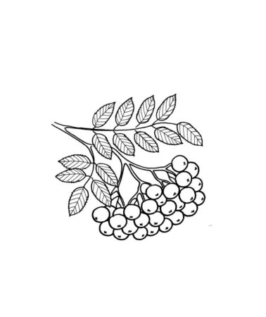 Рябина рисунок