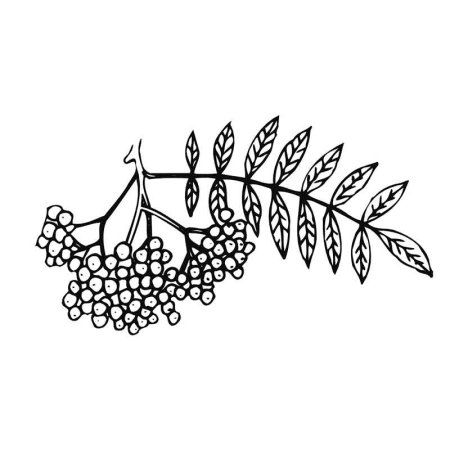 Ветка рябины раскраска для детей