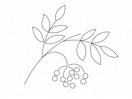 Веточка рябины без яго